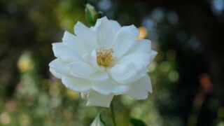 IMG_7307-320x180.jpg