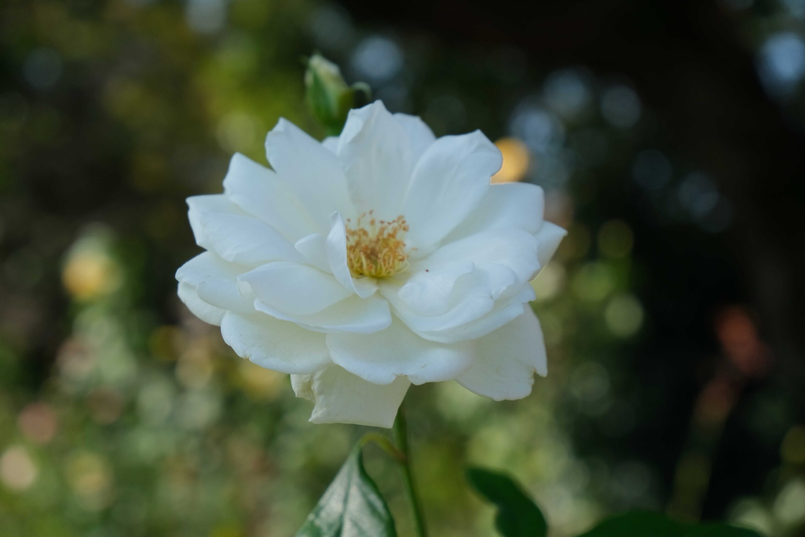 白のバラ(田中 資幸 作) 白のバラ(田中 資幸 作) コロムビアクラシック