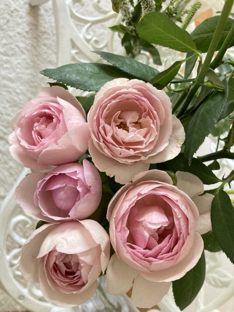 バラ(エレノアピンク)