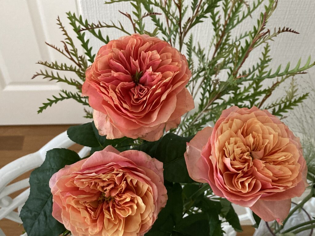 Rose”ケンジントンガーデン”