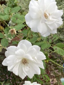 iceberg rose