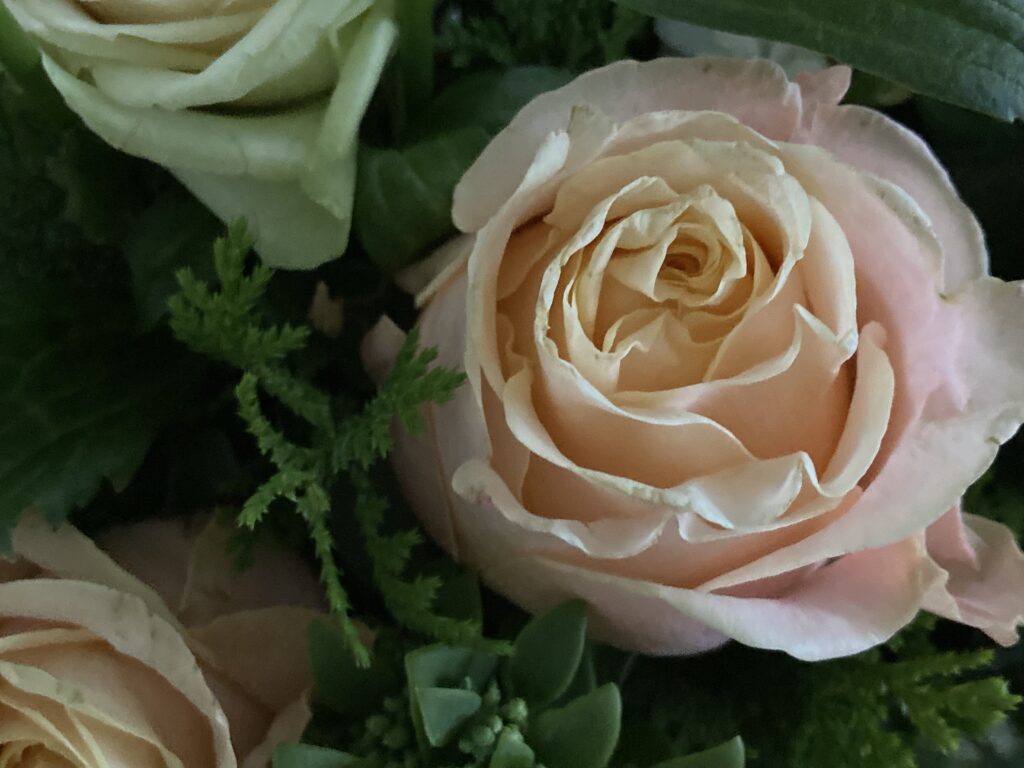 Rose
soufflé　abrico
warm color