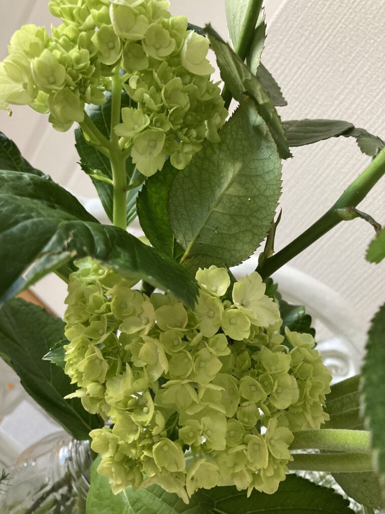 hydrangea(mini green)