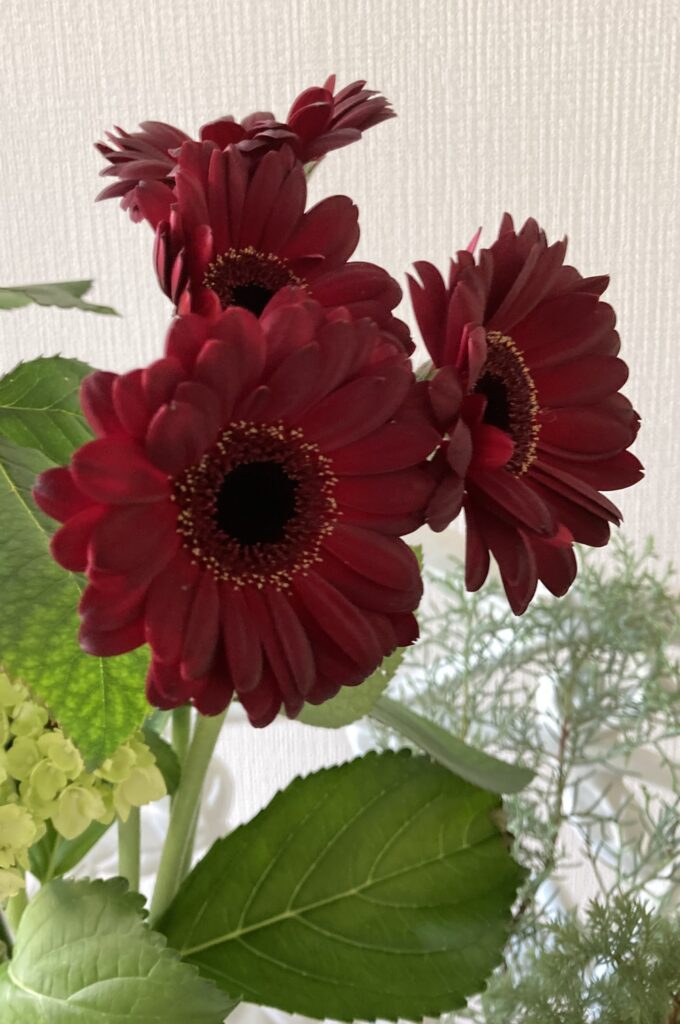 Gerbera(dasuku wine red)
