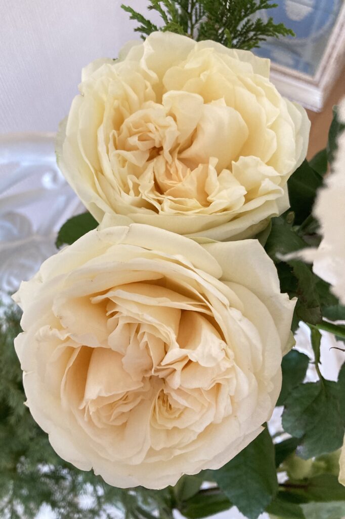 Rose(Herve de Francois)