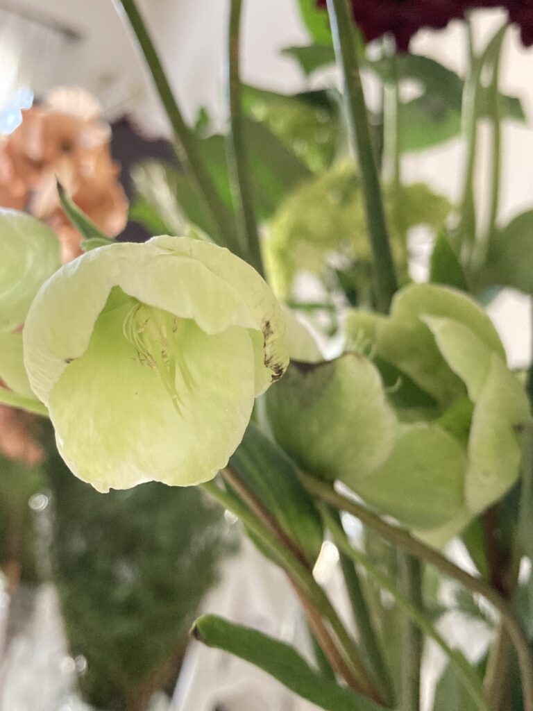 Christmas rose
magnificent bell