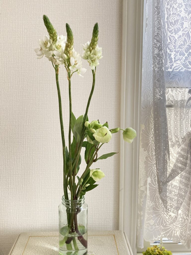 Ornithogalum
Christmas rose