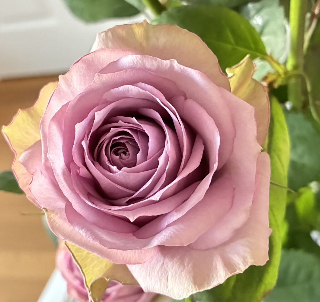 Rose(lilac classic)