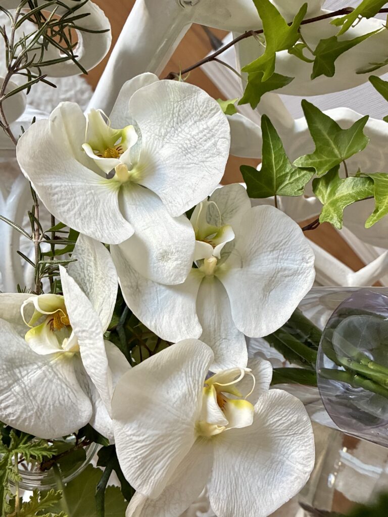 phalaenopsis