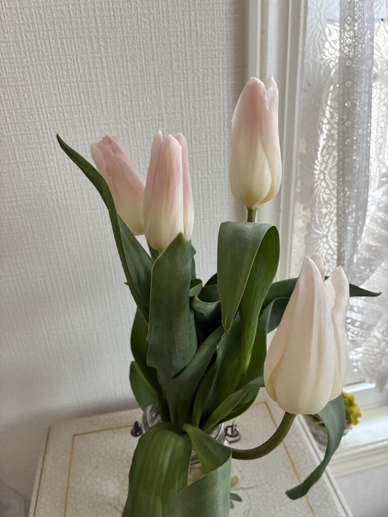 tulip（Holland chick）