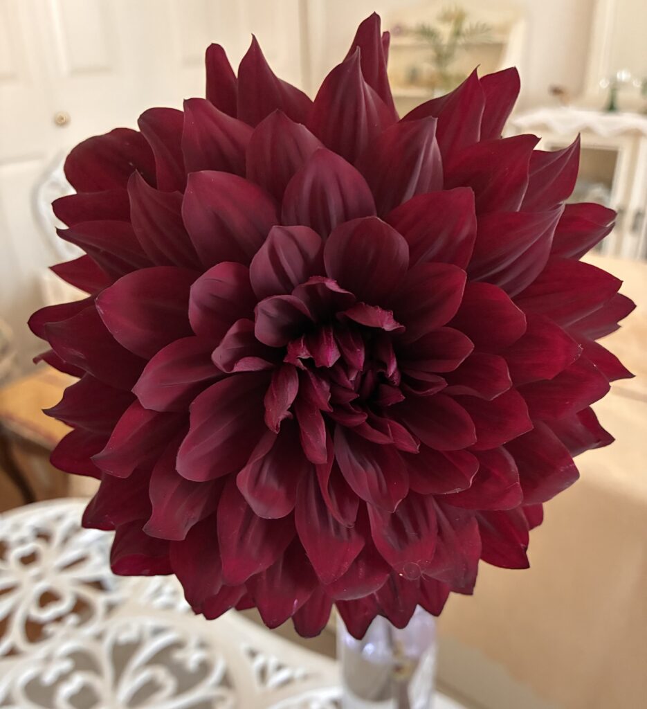 Dahlia(Black butterfly)