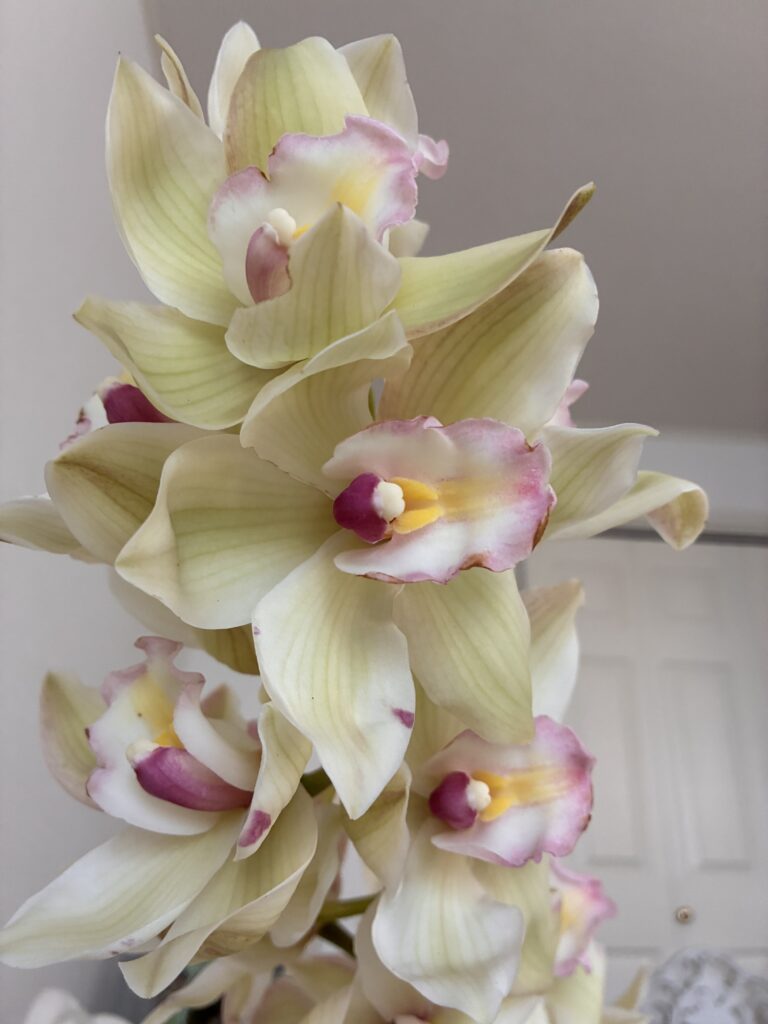 Cymbidium
(legend miracle century)