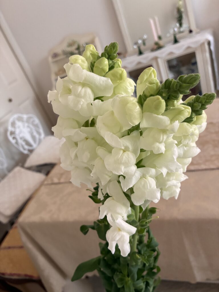 snapdragon(rejye snow)