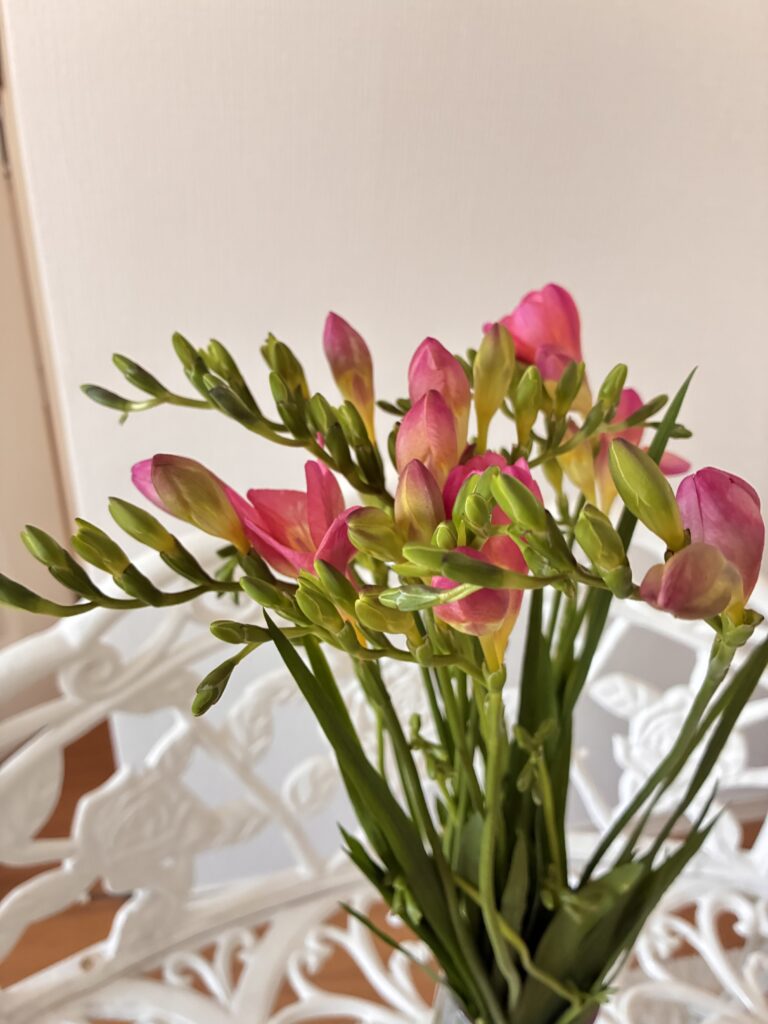 freesia(Sandra pink)