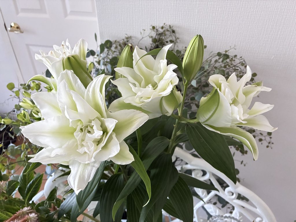 Oriental lily
Rose lily Aisya

