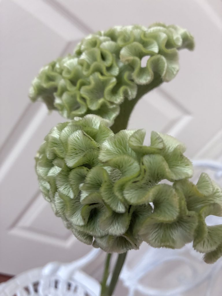 Celosia~ASKA select Green
