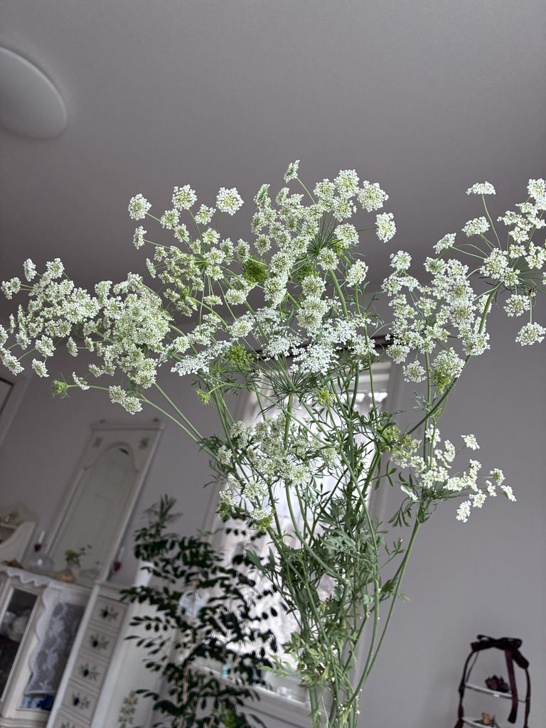 White lace flower